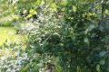Powojnik CLEMATIS bylinowy PRAECOX