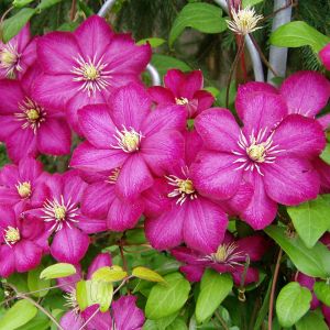 Plamienok CLEMATIS Ville De Lyon