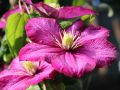 Powojnik CLEMATIS Ville De Lyon