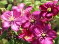 Powojnik CLEMATIS Ville De Lyon