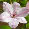 Powojnik Clematis JAN PAWEŁ II
