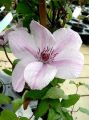 Powojnik Clematis JAN PAWEŁ II