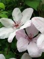 Powojnik Clematis JAN PAWEŁ II