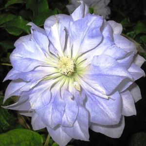 Plamienok CLEMATIS MAZURY