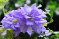 Powojnik CLEMATIS MAZURY