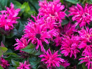 Monarda BEE MERRY