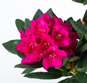 Rododendron Dr.H.C. DRESSELHUYS