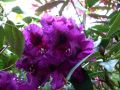 Różanecznik PURPLE SPLENDOR