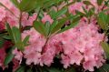 Rhododendron różanecznik HELSINKI UNIVERSITY