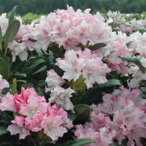 Rododendron POHJOLA'S DAUGHTER