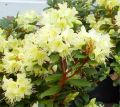 Rhododendron różanecznik PRINCESS ANN
