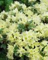 Rhododendron różanecznik PRINCESS ANN