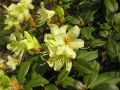 Rhododendron różanecznik PRINCESS ANN