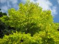 Akacja złota ROBINIA FRISIA