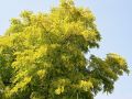 Akacja złota ROBINIA FRISIA