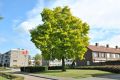 Akacja złota ROBINIA FRISIA