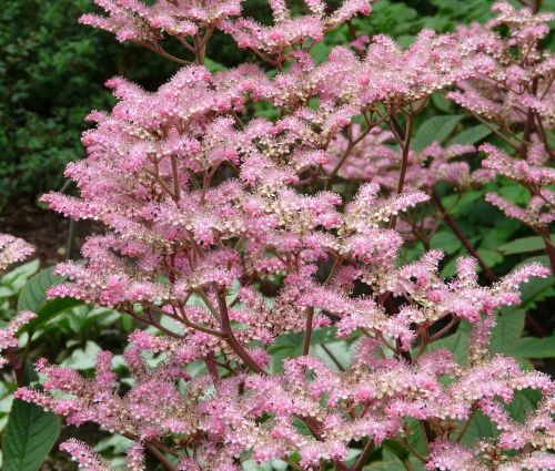Rodgersia perová