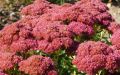 Rozchodnik karpacki AUTUMN JOY