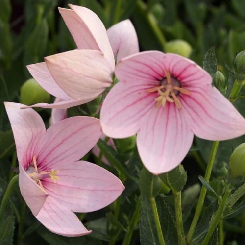 Zvonček veľkokvetý ASTRA ROSE