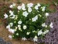 ROZWAR WIELKOKWIATOWY ASTRA WHITE