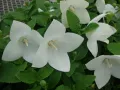 ROZWAR WIELKOKWIATOWY ASTRA WHITE