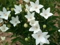 ROZWAR WIELKOKWIATOWY ASTRA WHITE