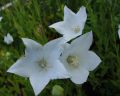 ROZWAR WIELKOKWIATOWY ASTRA WHITE