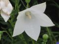ROZWAR WIELKOKWIATOWY ASTRA WHITE