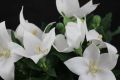 ROZWAR WIELKOKWIATOWY ASTRA WHITE