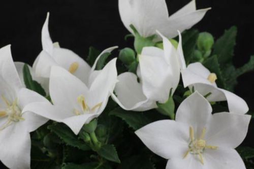 Škorpión veľkokvetý  ASTRA WHITE
