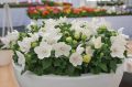 ROZWAR WIELKOKWIATOWY ASTRA WHITE