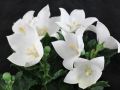 ROZWAR WIELKOKWIATOWY ASTRA WHITE