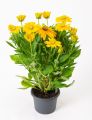 Rudbeckia Rudbekia SUNBECKIA OLIVIA