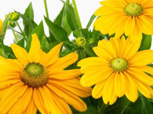 Rudbekia SUNBECKIA OLIVIA
