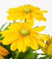Rudbeckia Rudbekia SUNBECKIA OLIVIA