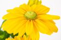 Rudbeckia Rudbekia SUNBECKIA OLIVIA