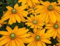 Rudbeckia Rudbekia SUNBECKIA OLIVIA