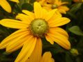 Rudbeckia Rudbekia SUNBECKIA OLIVIA