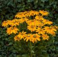 Rudbeckia Rudbekia SUNBECKIA OLIVIA