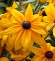 Rudbeckia Rudbekia SUNBECKIA OLIVIA