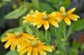 Rudbeckia Rudbekia SUNBECKIA OLIVIA