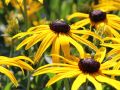 Rudbekia Błyskotliwa GOLDSTRUM