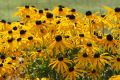 Rudbekia Błyskotliwa GOLDSTRUM
