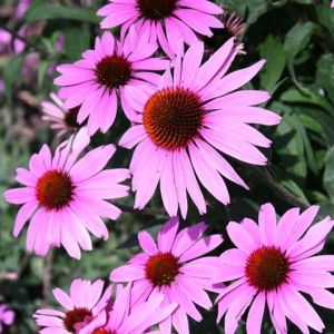 Echinacea purpurová PRAIRIE SPLENDOR DEEP ROSE