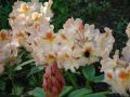 Różanecznik Rhododendron BERNSTEIN