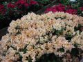 Różanecznik Rhododendron BERNSTEIN