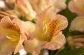 Różanecznik Rhododendron BERNSTEIN