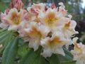 Różanecznik Rhododendron BERNSTEIN