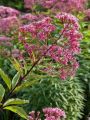 Sadziec plamisty ATROPURPUREUM