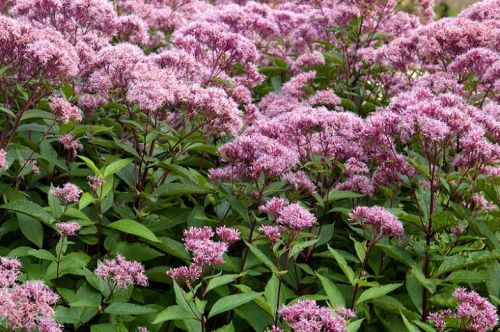 Paznechtník škvrnitý ATROPURPUREUM